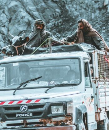 Men transporting cattle on a truck through a rugged rural landscape.